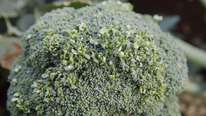 White blister - brassica vegetables