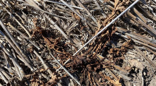 Boost for broadleaf weed control in cereal crops