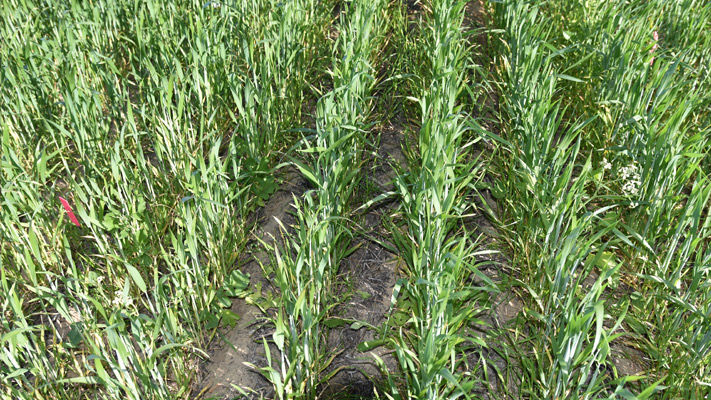 A small untreated area in a large-scale demonstration trial  - Infinity Ultra