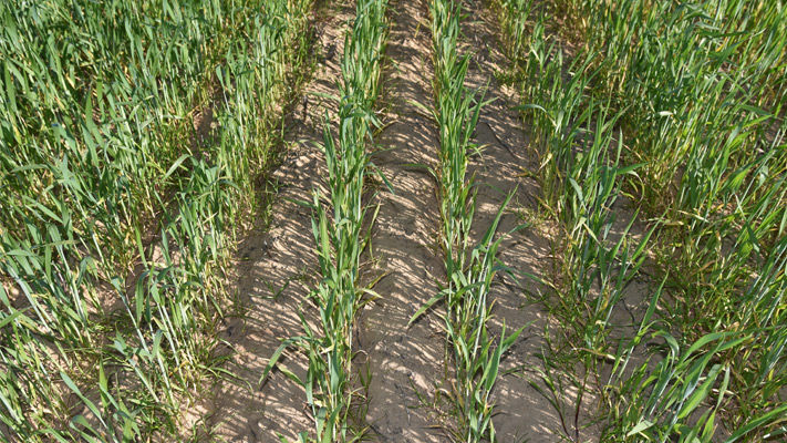 Excellent broadleaf weed control in the large-scale demonstration trial 