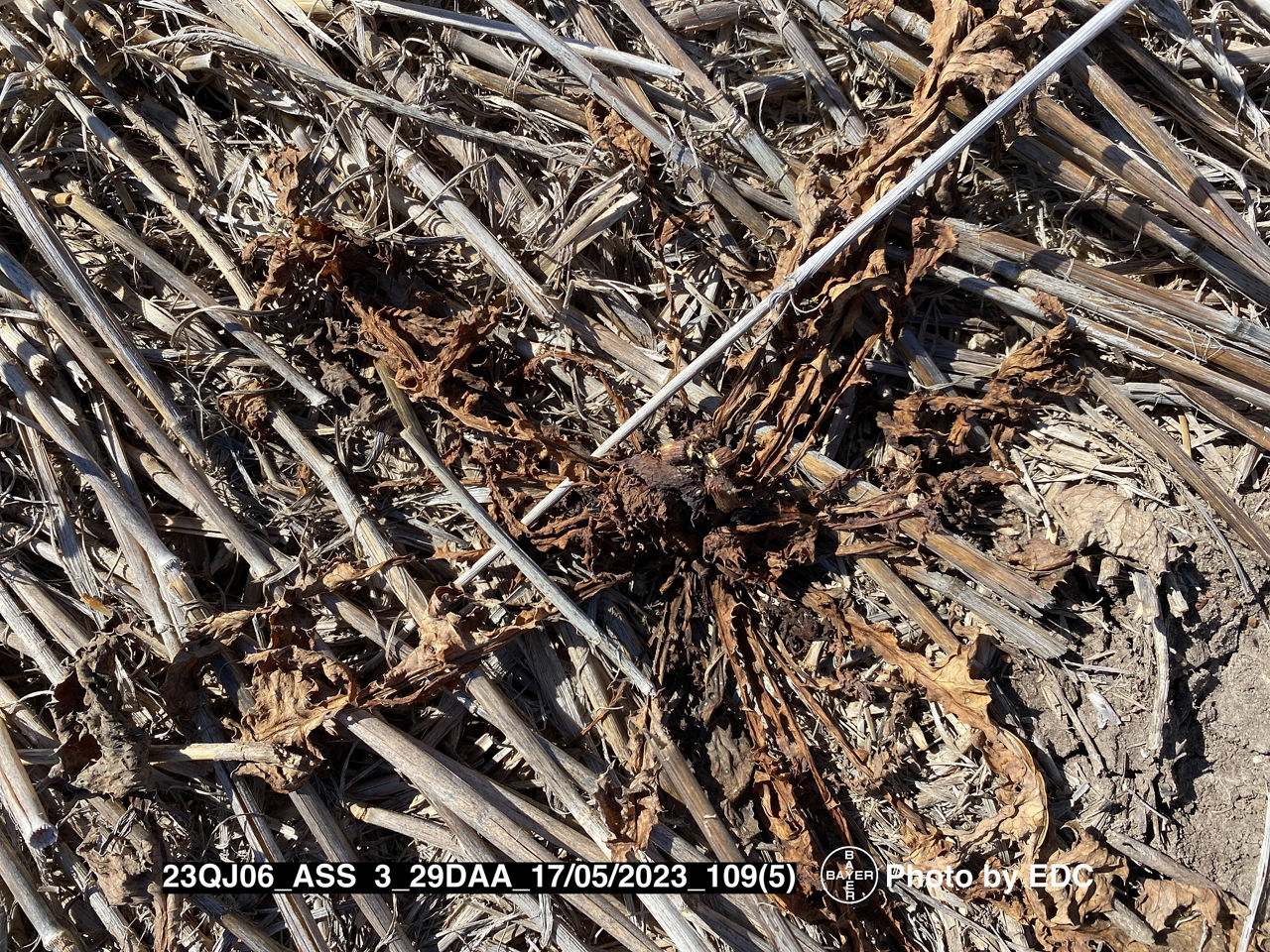 Pictured shows excellent control of sowthistle from a spot spraying application of Infinity Ultra.