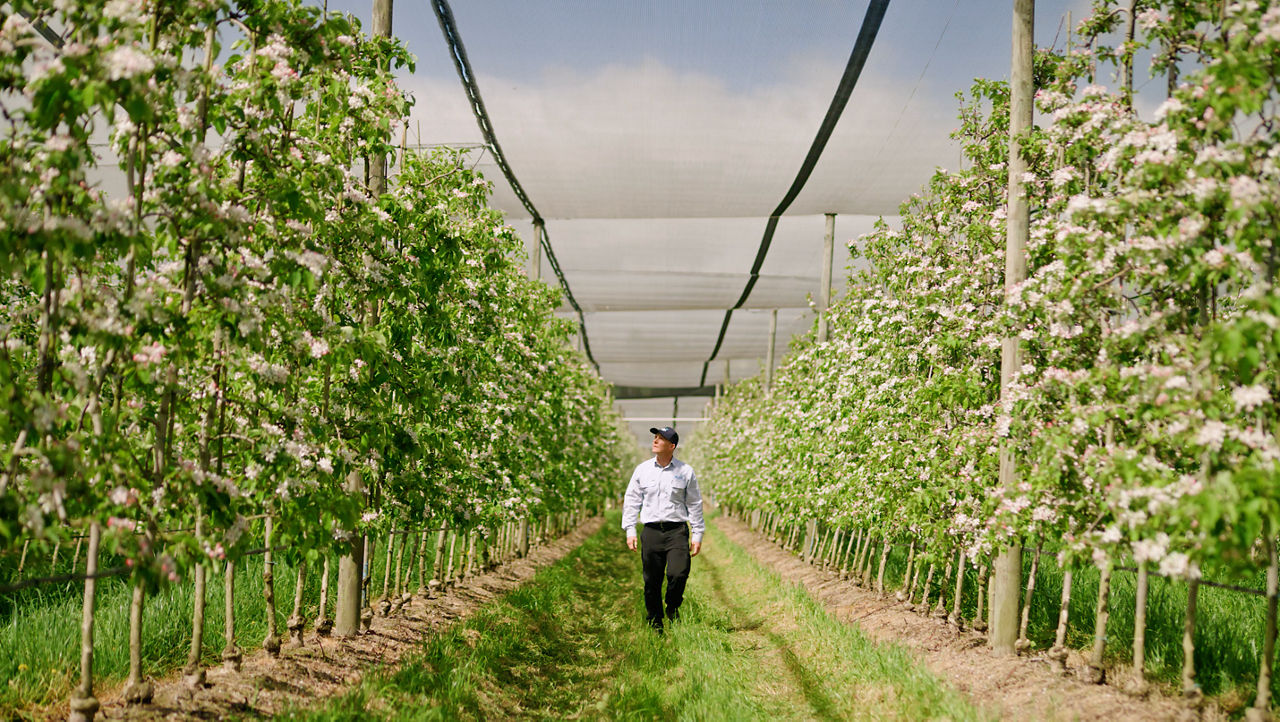 Growers tackle two-spotted mite resistance with new mode of action