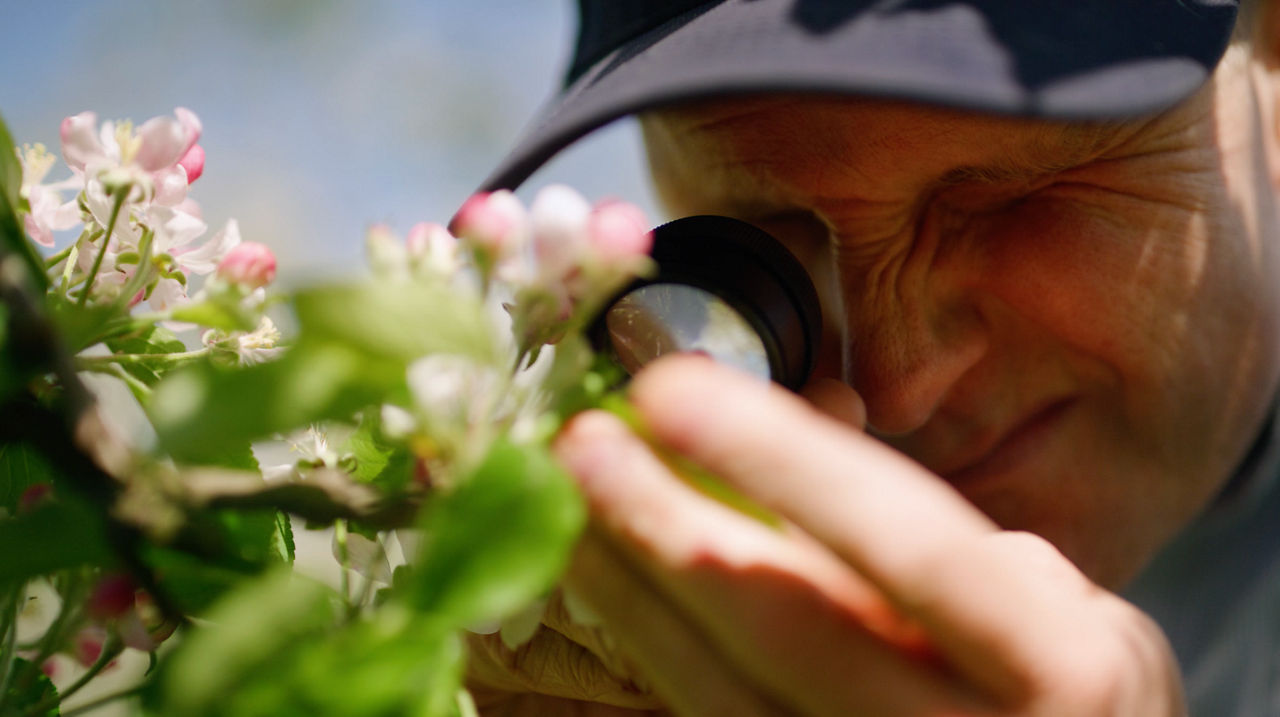 Thom inspecting two-spotted mite levels in a block of apple trees in Pakenham, Victoria.