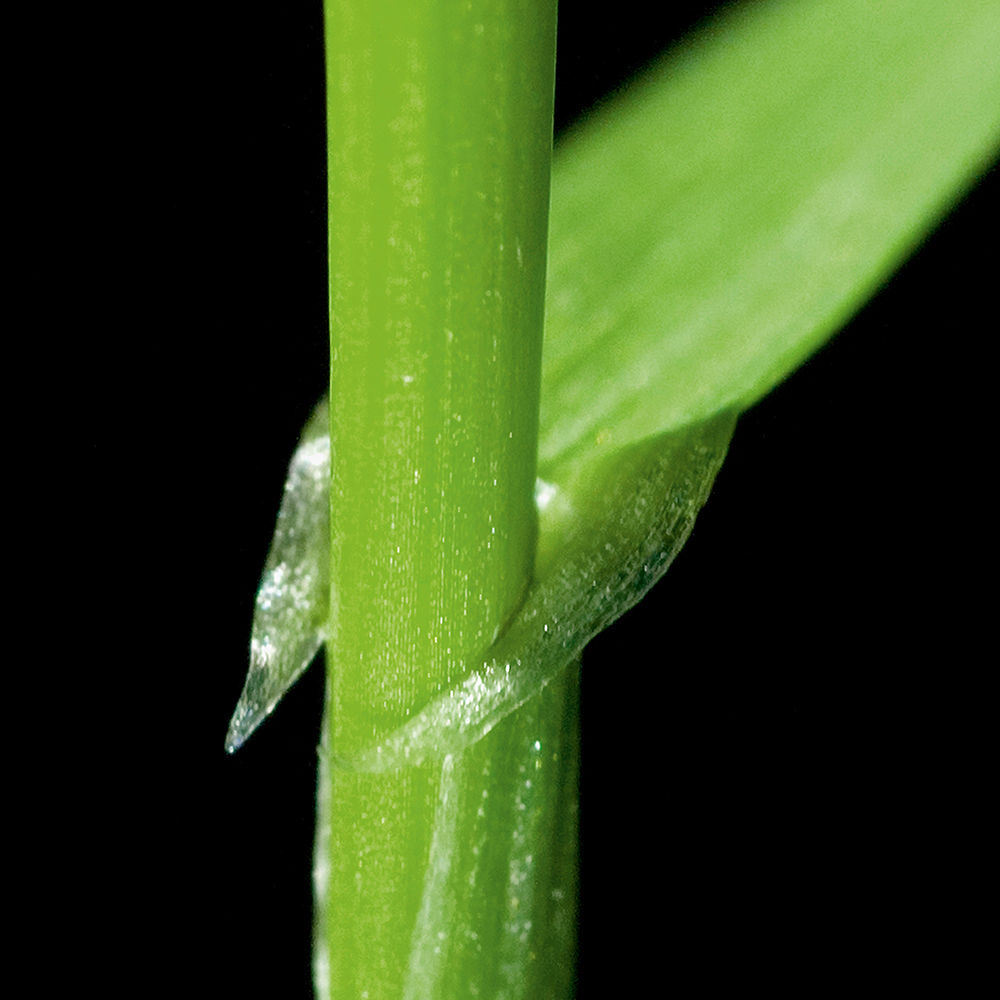 Italian Ryegrass