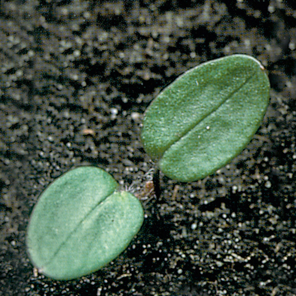 Ivy_Leaved_Speedwell