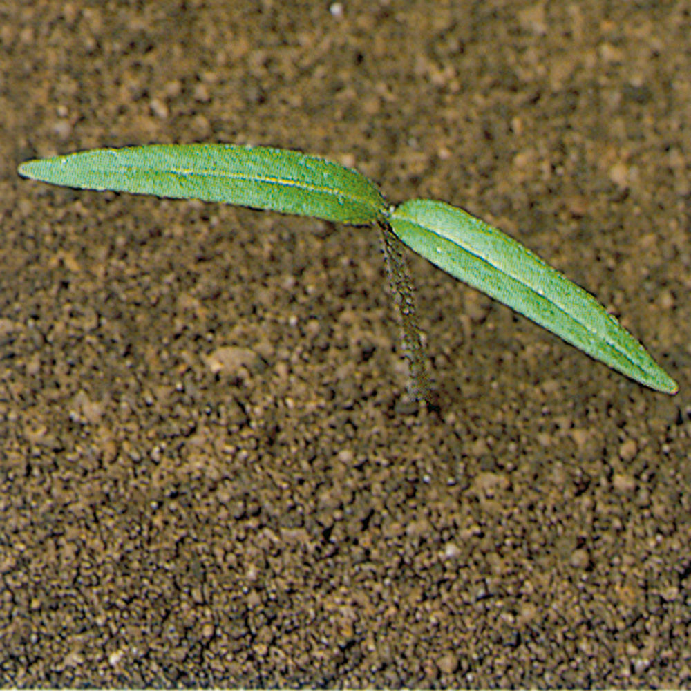 Jimsonweed