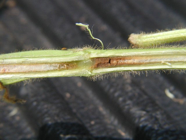 Brown discoloration of soybean stem pith due to brown stem rot