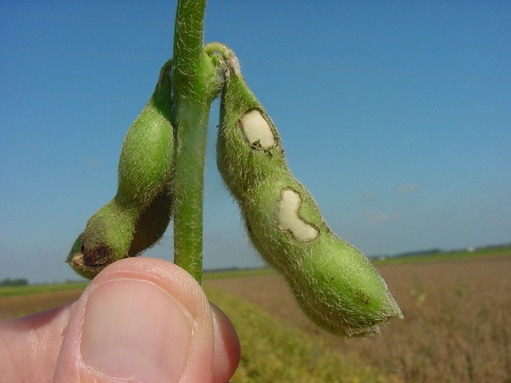 Bean Leaf Beetle Feeding