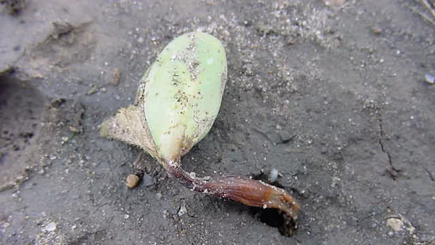 Phytophthora Root and Stem Rot of Soybean 