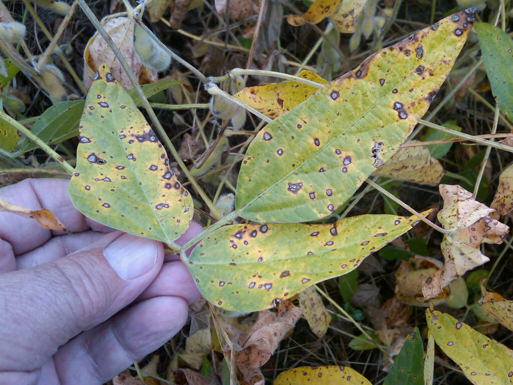 Frogeye Leaf Spot and Yellowing Leaf