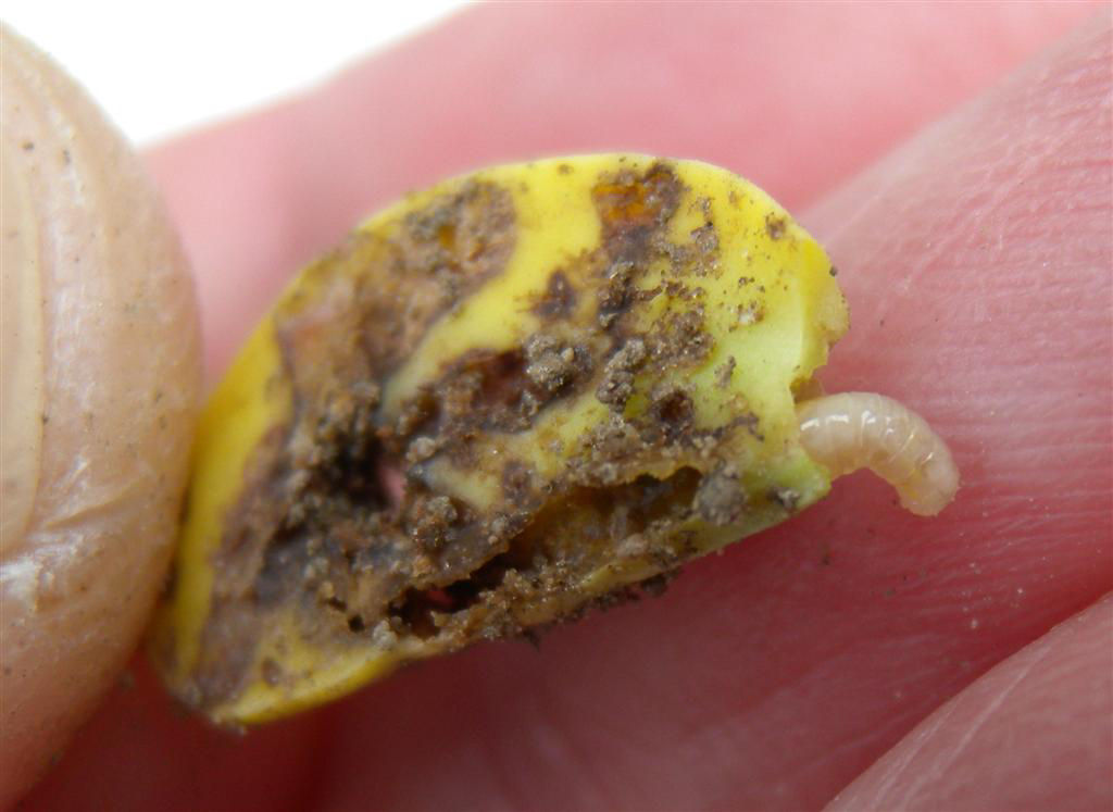 Seed corn maggot damage; seed corn maggot larvae feeding on soybean seedling