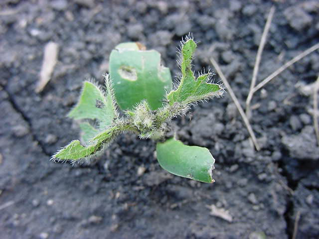 Soybean seedling injured by hail.