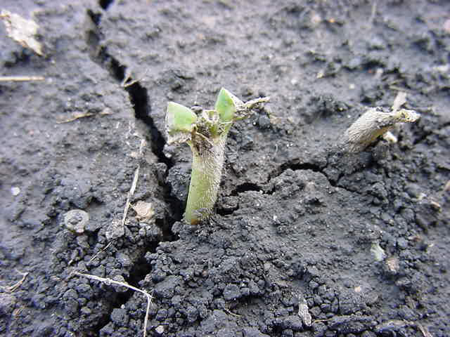 Hail damage to seedling soybean plant. 