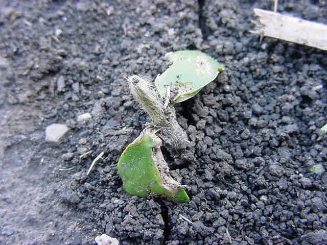 Soybean seedling damage due to hail