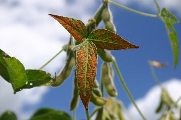 Characteristic Cercospora lesions encompassing entire soybean leaf. 