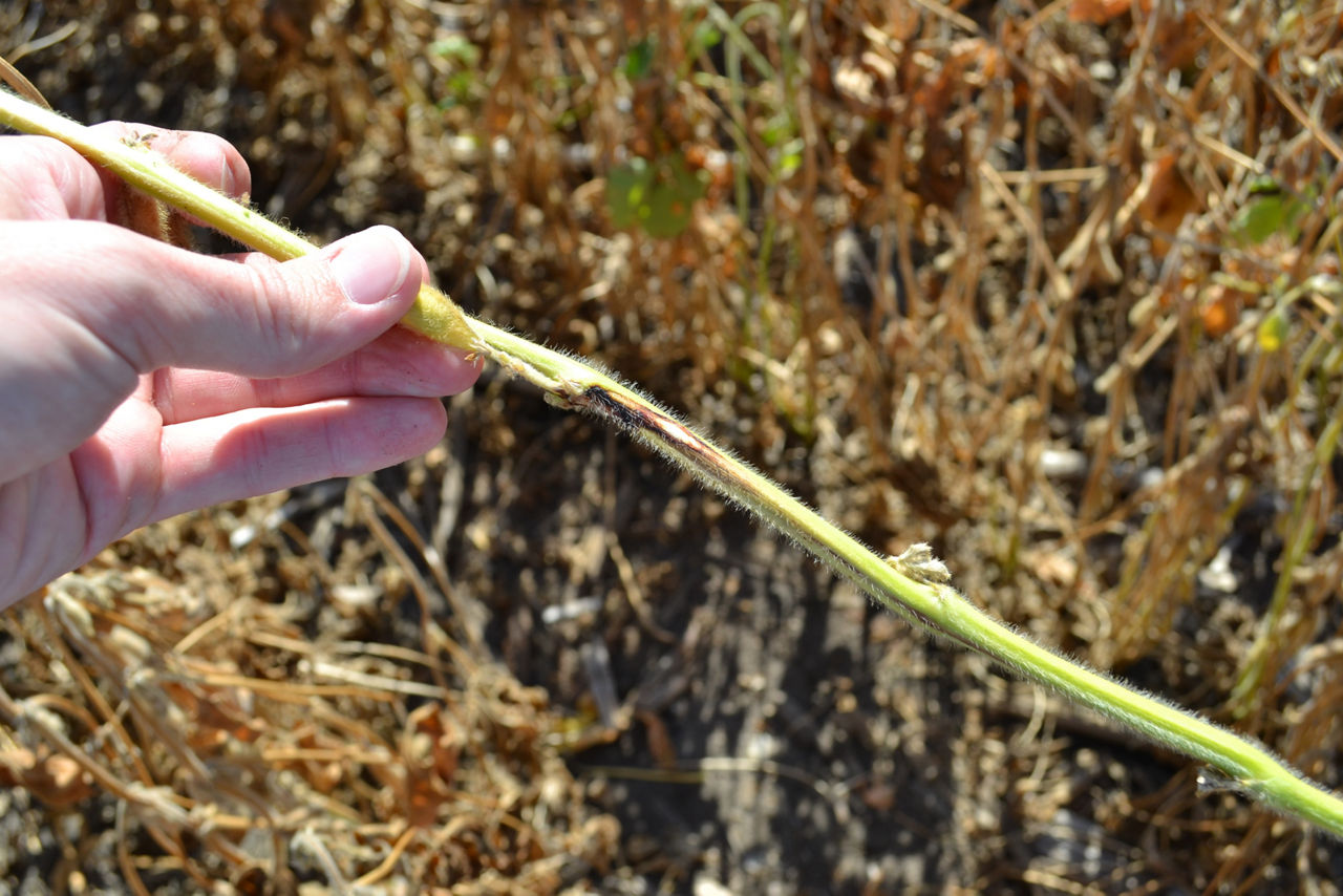 Northern Stem Canker lesions on soybean stem
