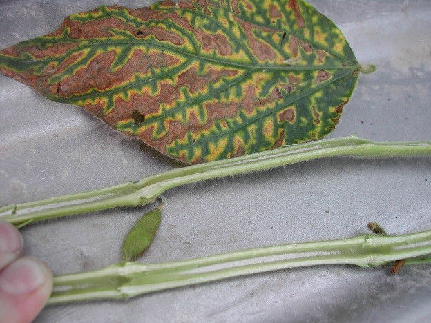 Sudden Death Syndrome symptoms: Leaf necrosis and white pith color