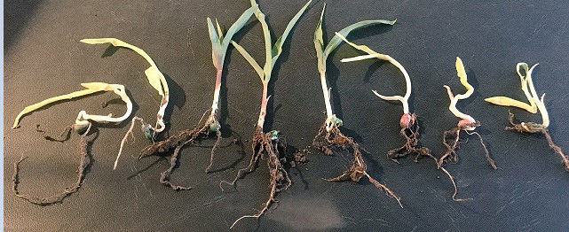 Figure 2. Varying degrees of injury to seedlings from cold water uptake in the same field.