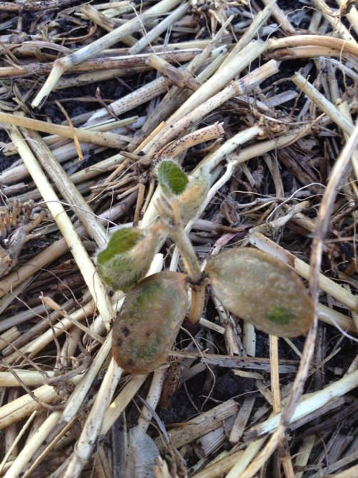 Soy frost on cotyledons and first trifoliate leaves