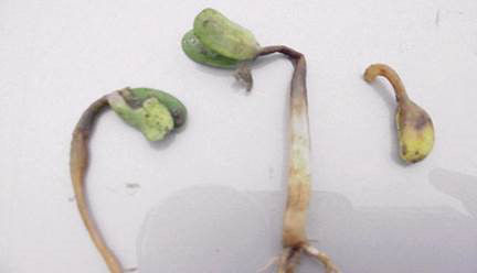 4002_S2_Figure 7 Pythium