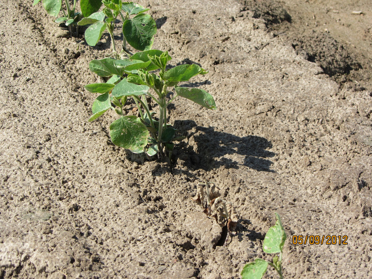 4002_S2_Figure 7 Pythium