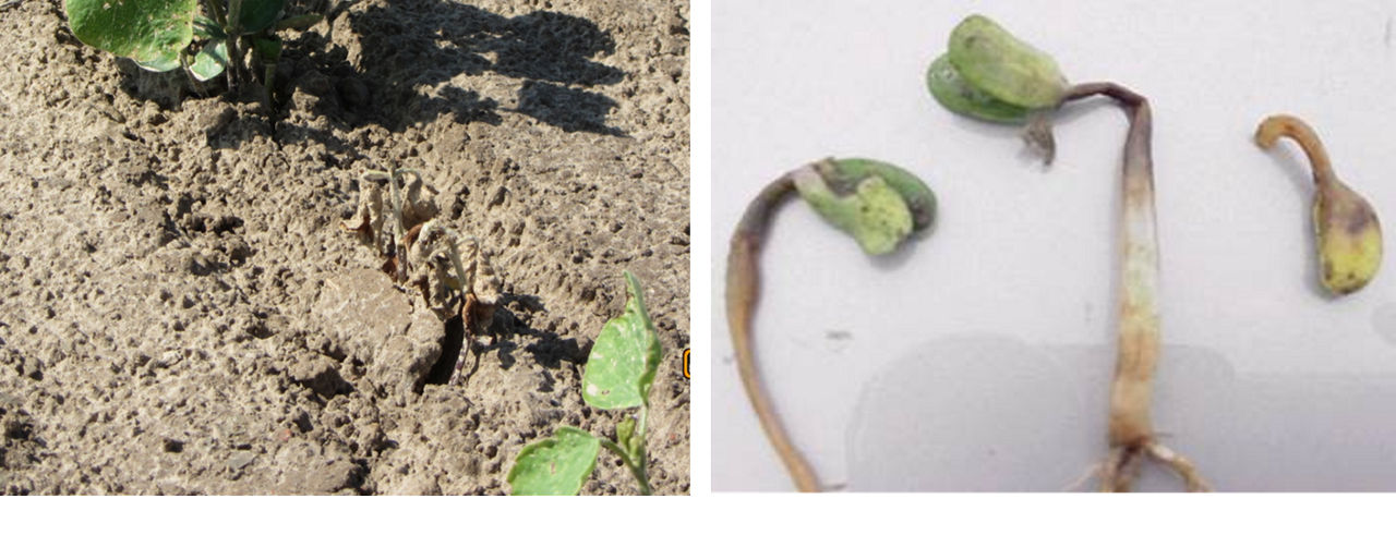 Pythium infected soybean and seedling