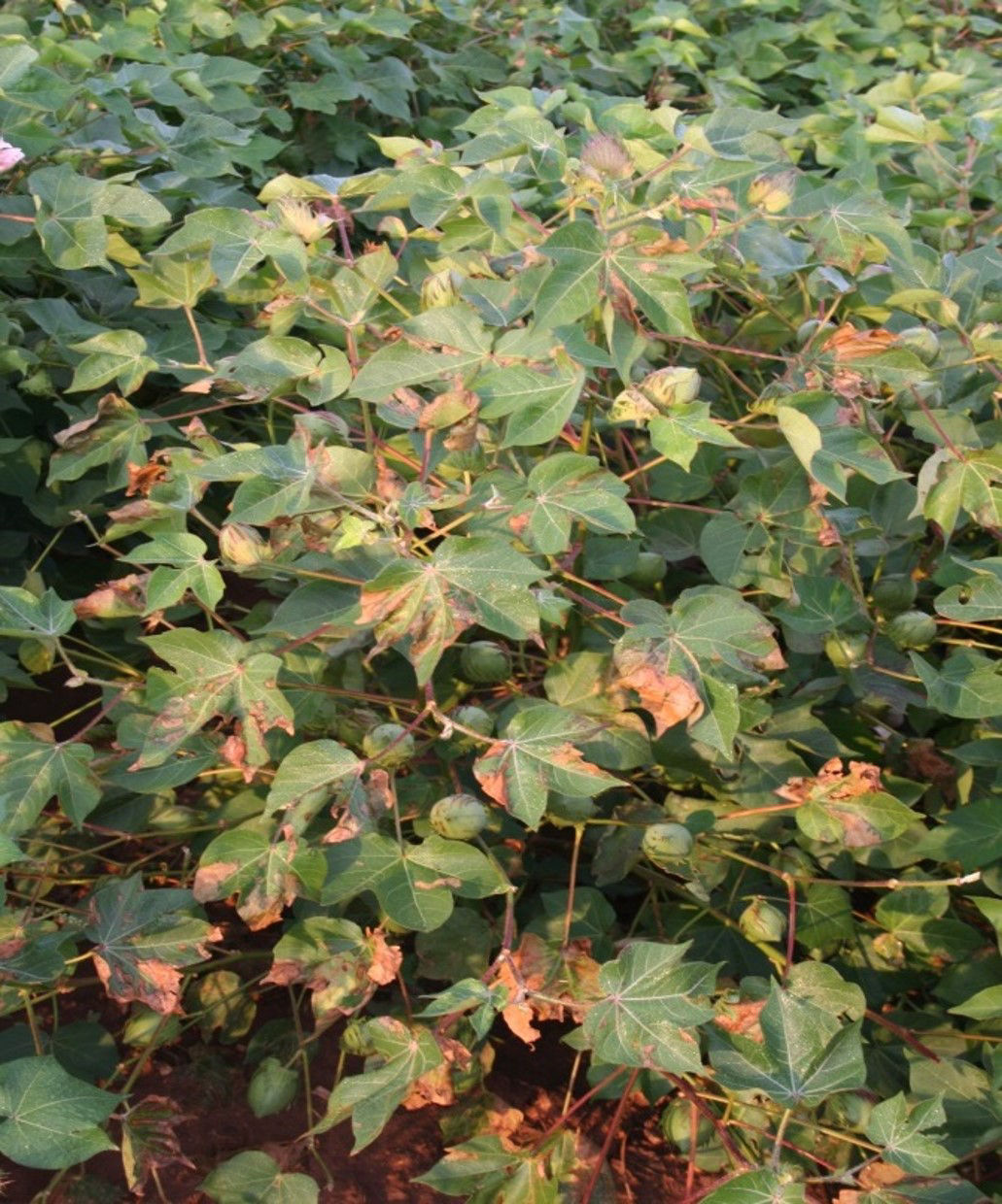 Verticillium Wilt Cotton