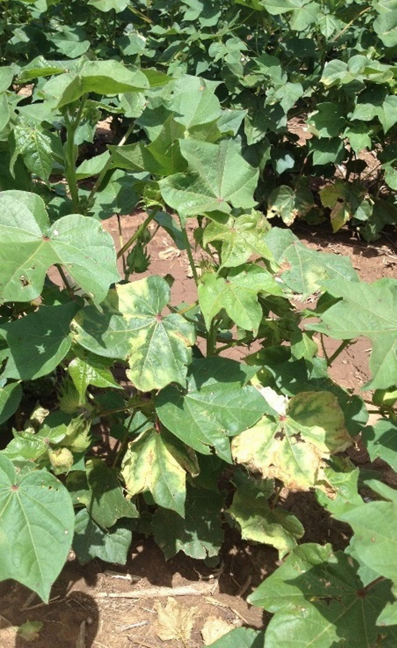 Figure 2. Irregular leaf mottling found in cotton plants infected with Verticillium wilt. 