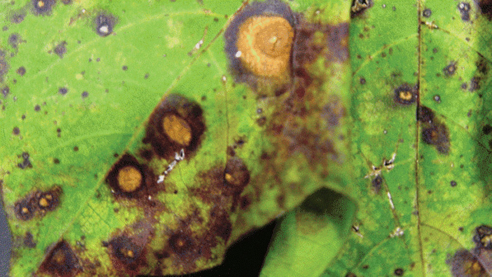 Figure 4. Cercospora leaf spot on a cotton leaf.