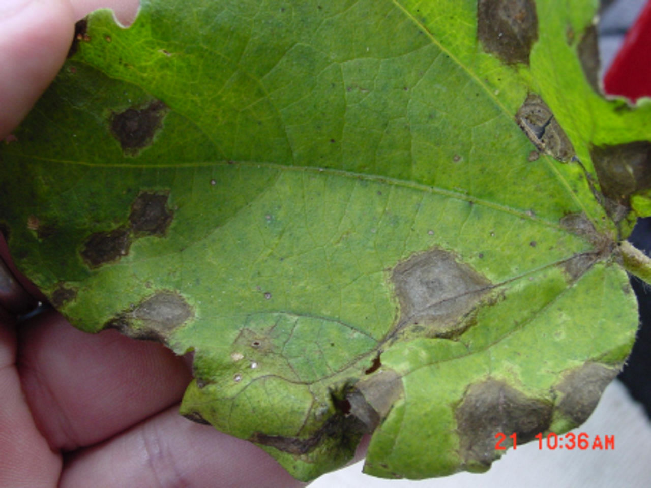 Figure 3. Alternaria leaf spot lesions with purple margins. 