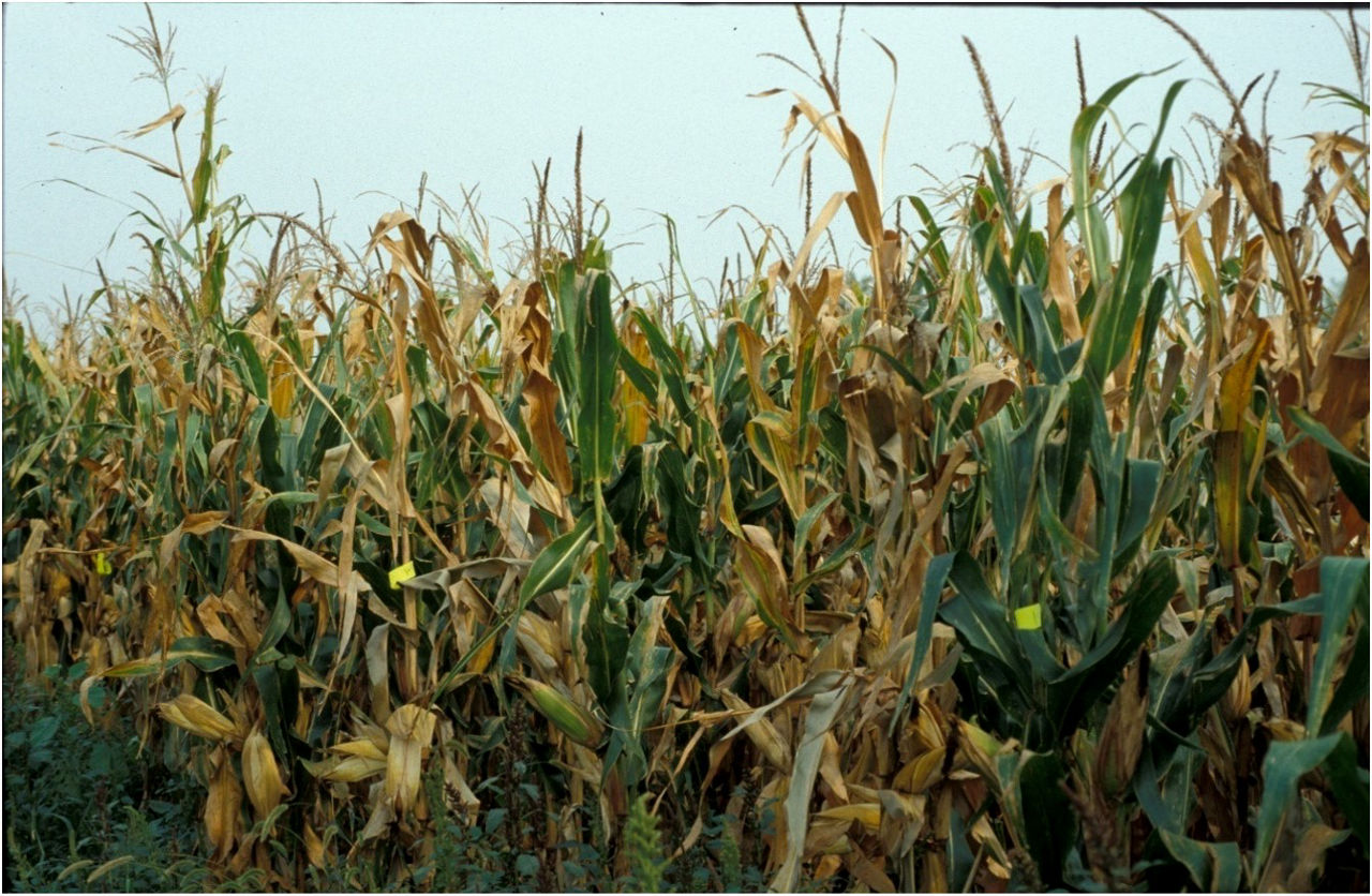 Anthracnose Stalk Rot Field Shot