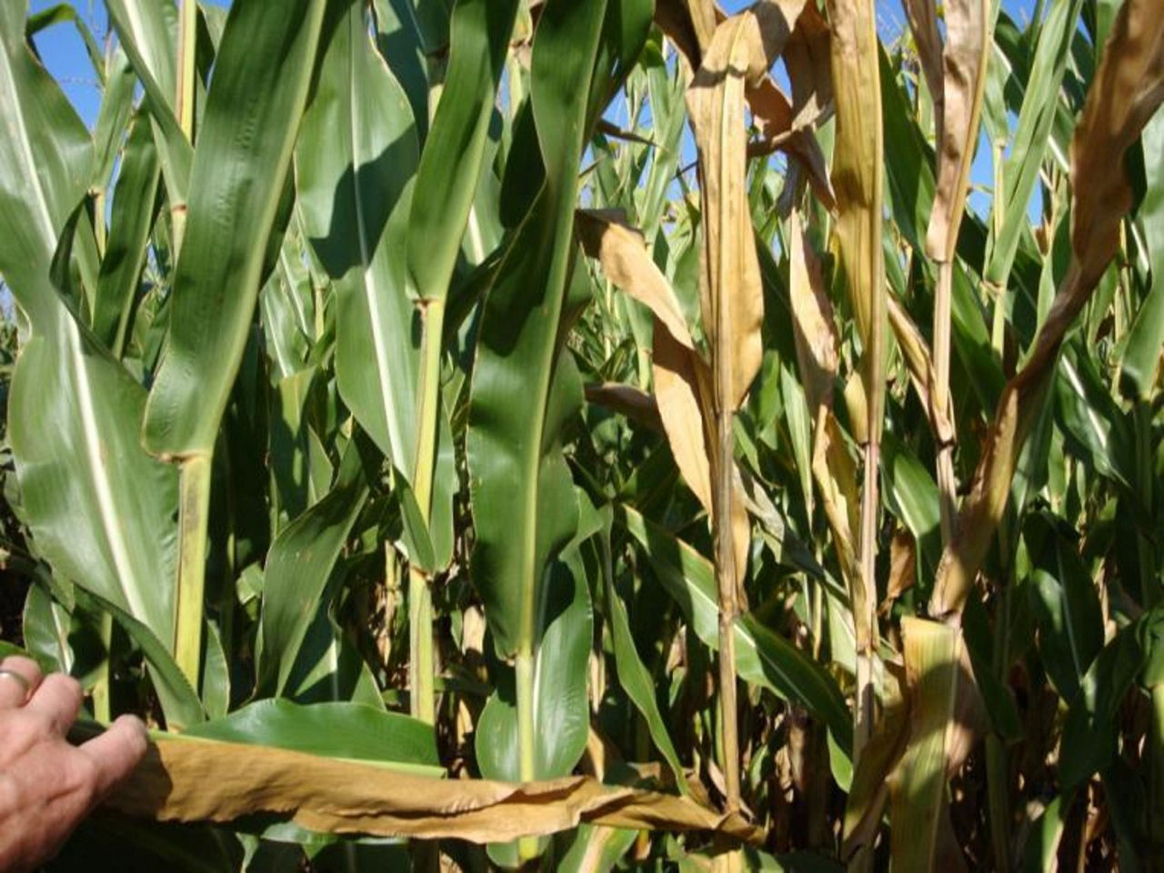 Anthracnose Stalk Rot Top dieback Ghosting