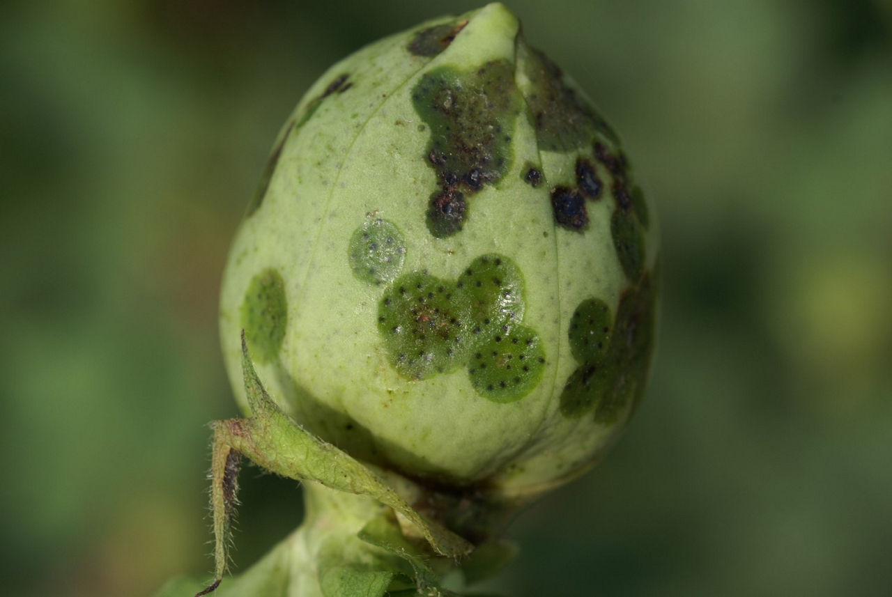 Cotton Bacterial Blight Boll Lesion