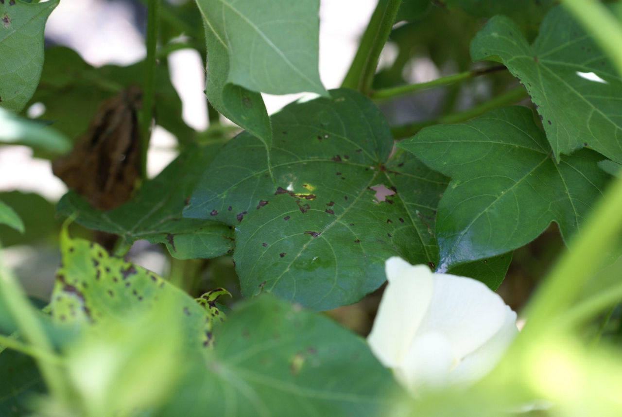 Cotton Bacterial Blight Canopy