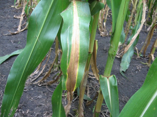 Figure 1. Nitrogen deficient corn leaf exhibiting the inverted “V”. 