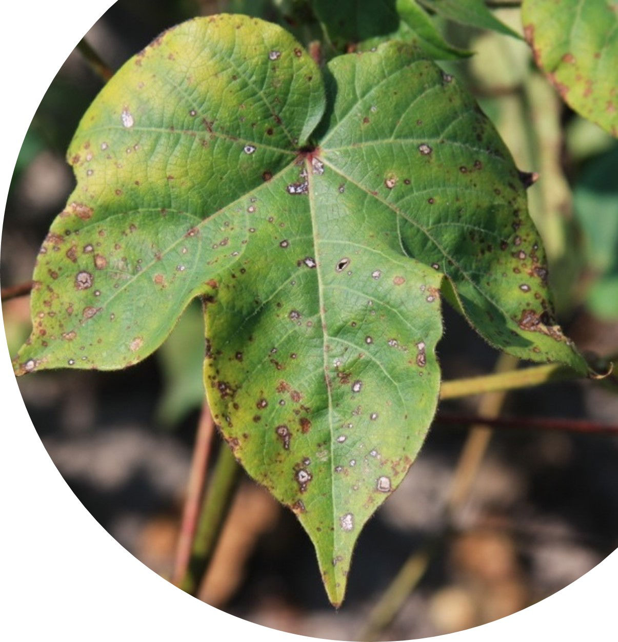 Stemphylium Leaf Spot in Cotton Leaf