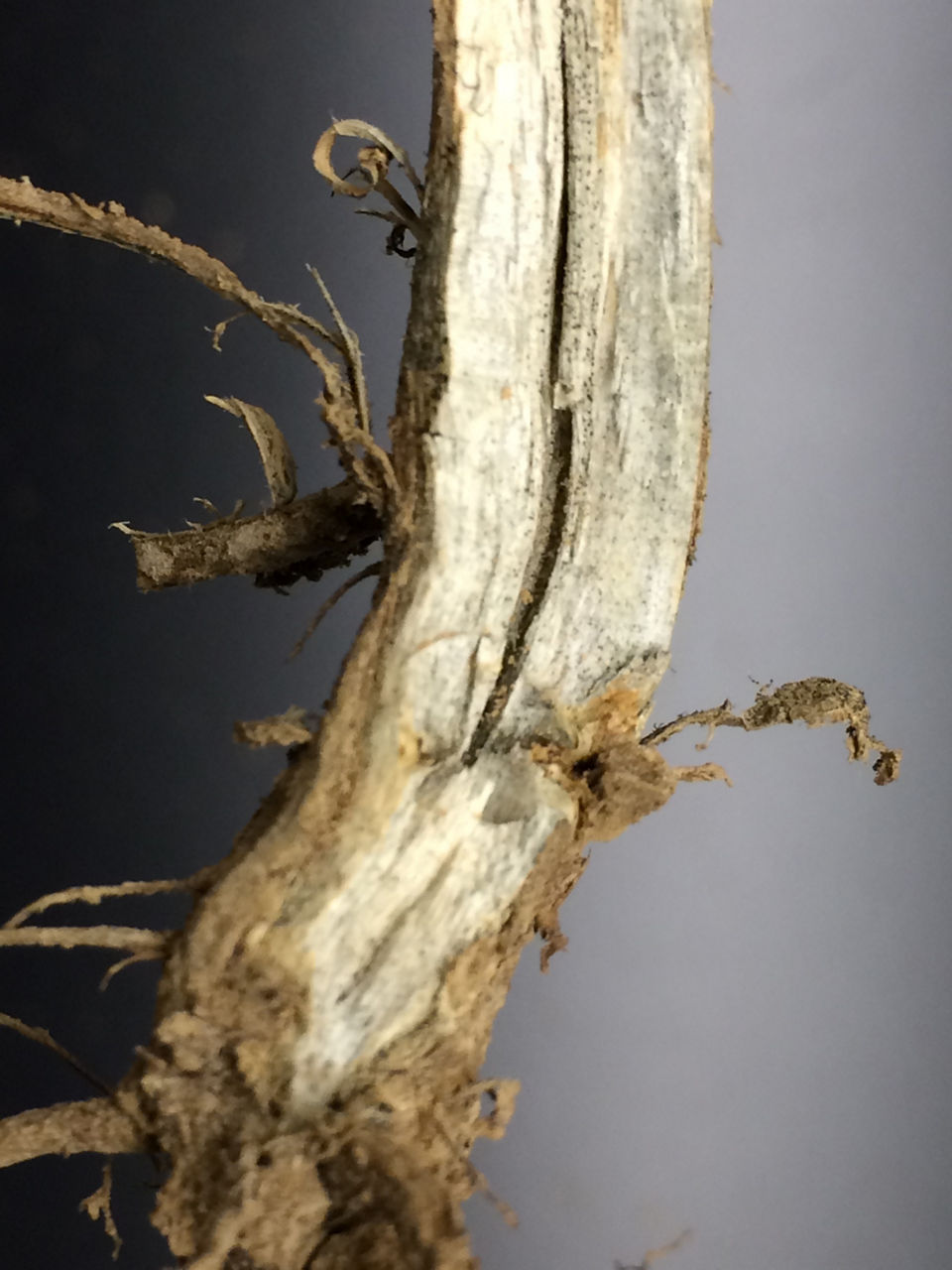 Figure 2. Infected soybean plant pith exhibits black specks as if charcoal had been rubbed on the tissue.