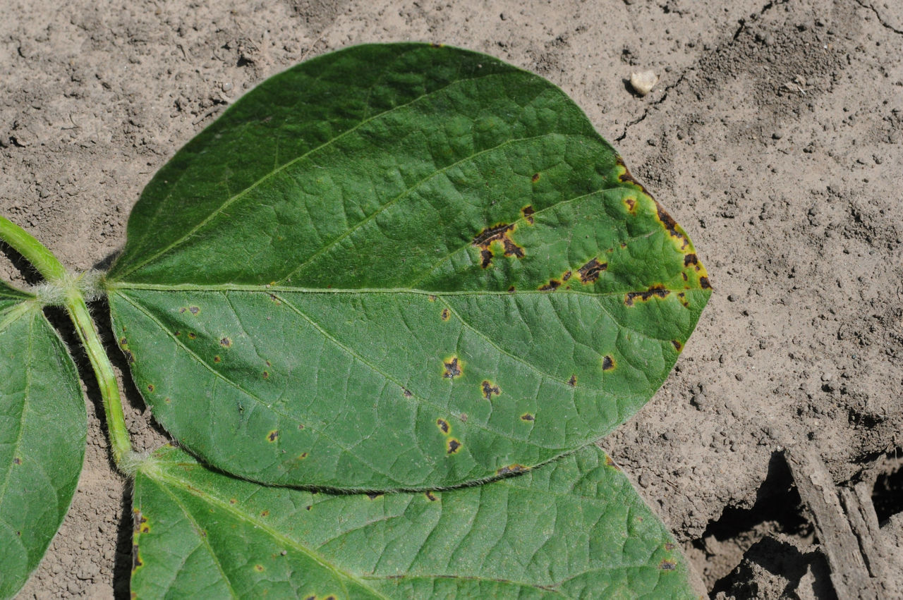 Septoria brown spot lesions. Picture courtesy of Darin Eastburn, University of Illinois. 