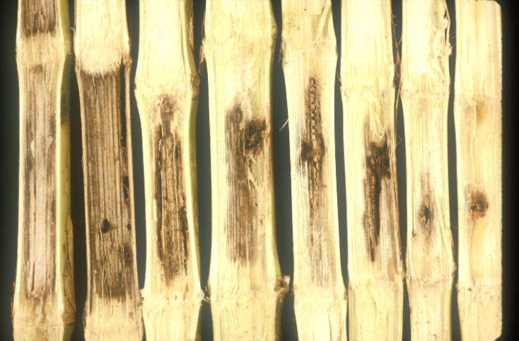 Diplodia Stalk Rot - Varying Degrees