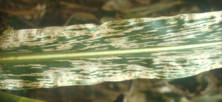 Gray Leaf Spot - On Leaf 