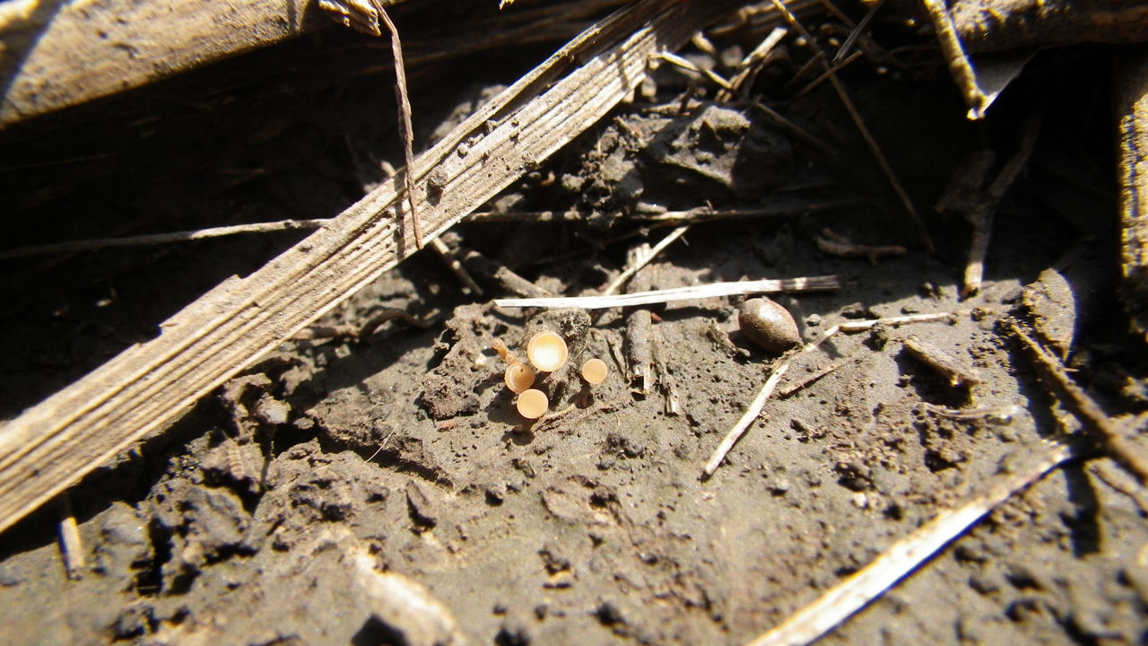 Figure 3. White mold apothecia.