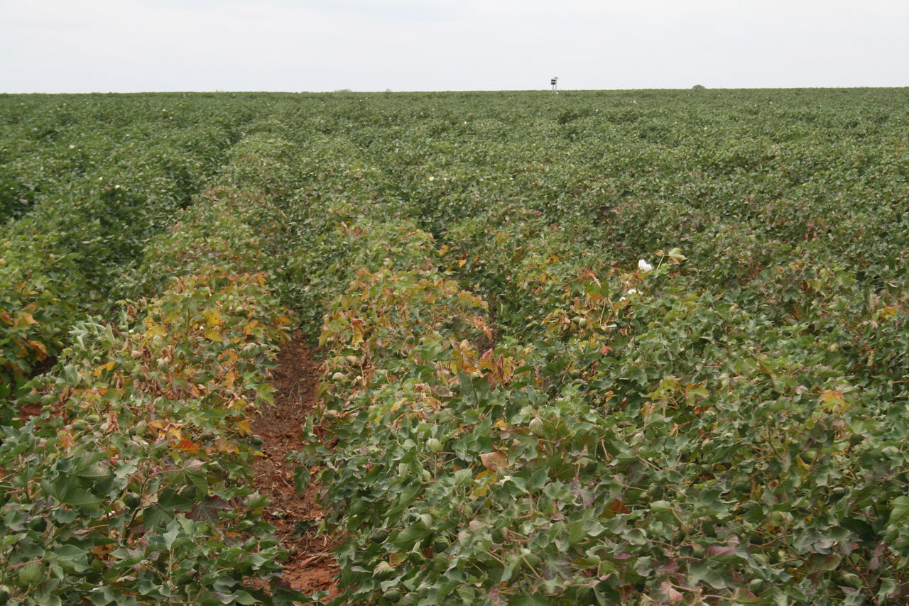An area of a field that is yellowed and stressed due to nematode damage.