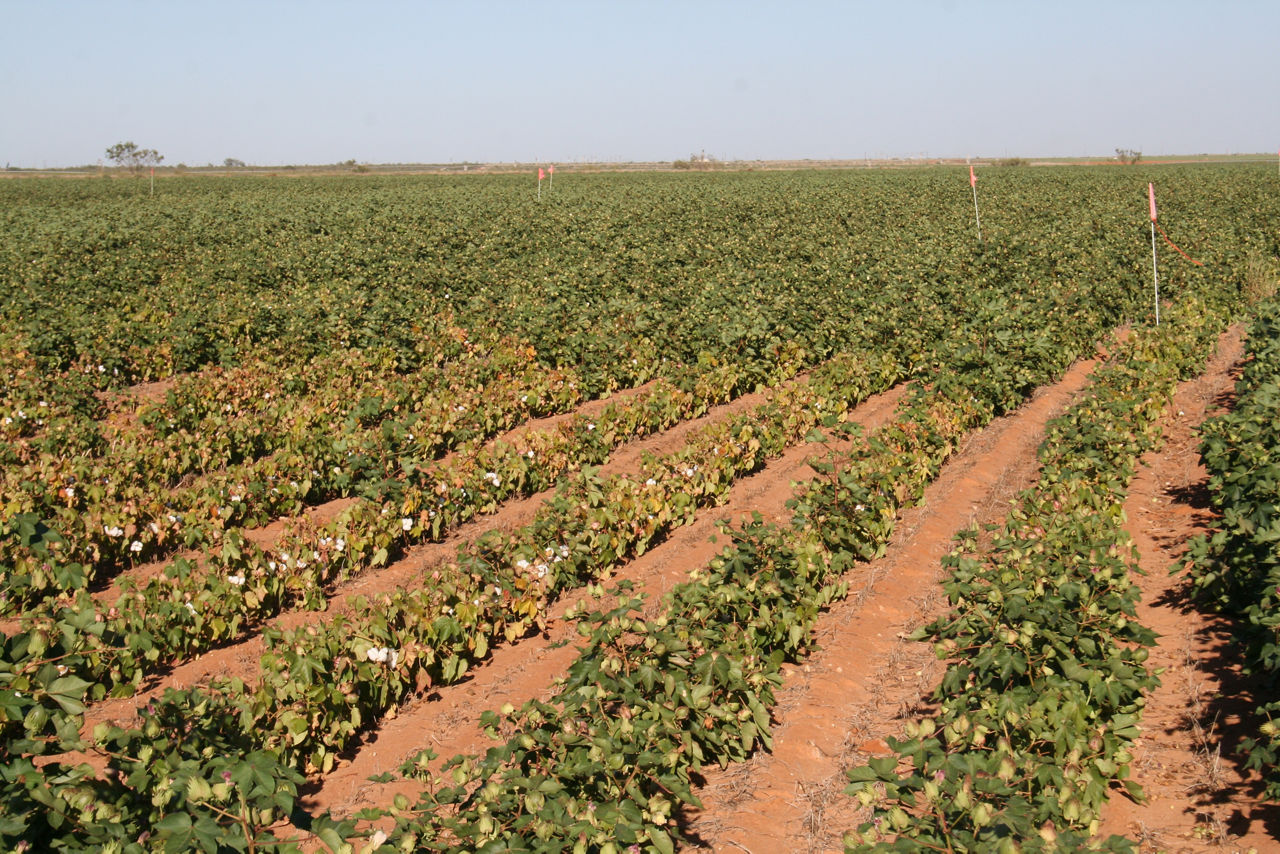 Chlorotic and stunted plants in an area of a cotton field with root-knot nematodes.