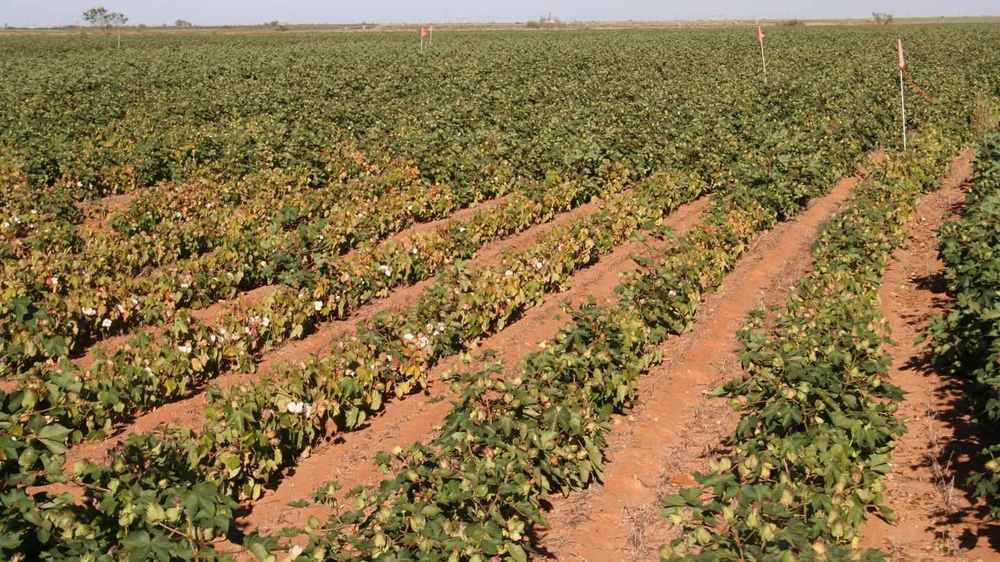Nematodes in Cotton 