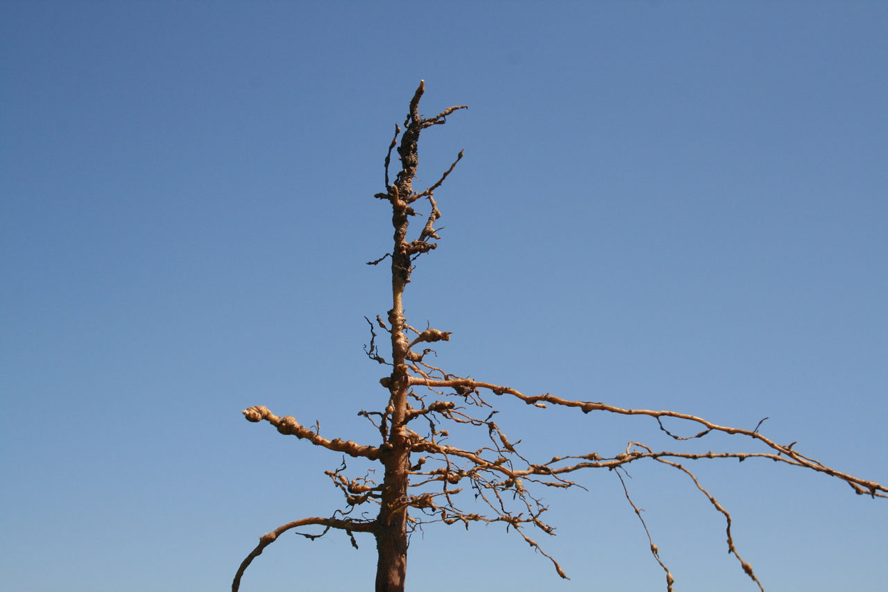 Galling on cotton roots infected by root-knot nematodes.