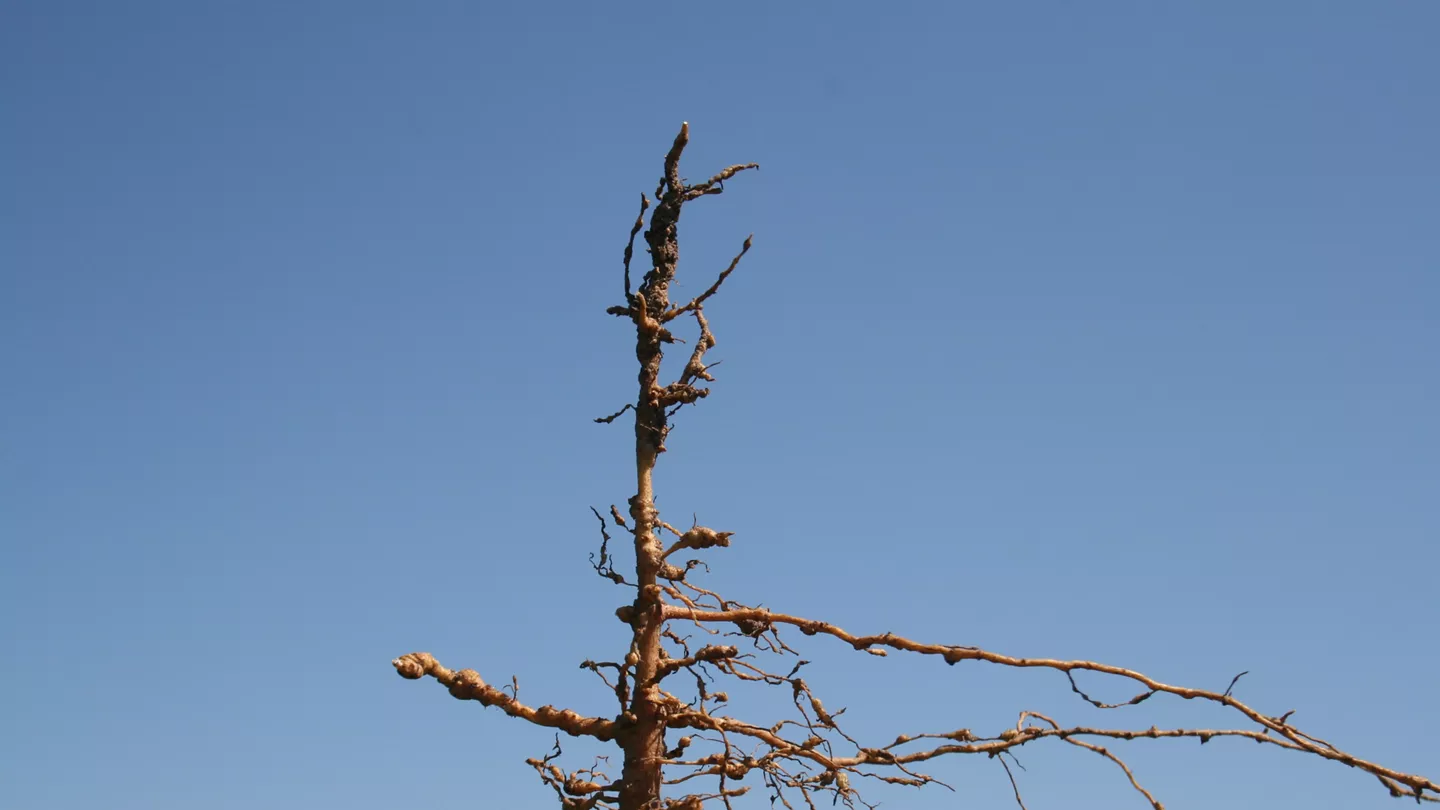 How do I know if Nematodes are Impacting my Cotton Crop?