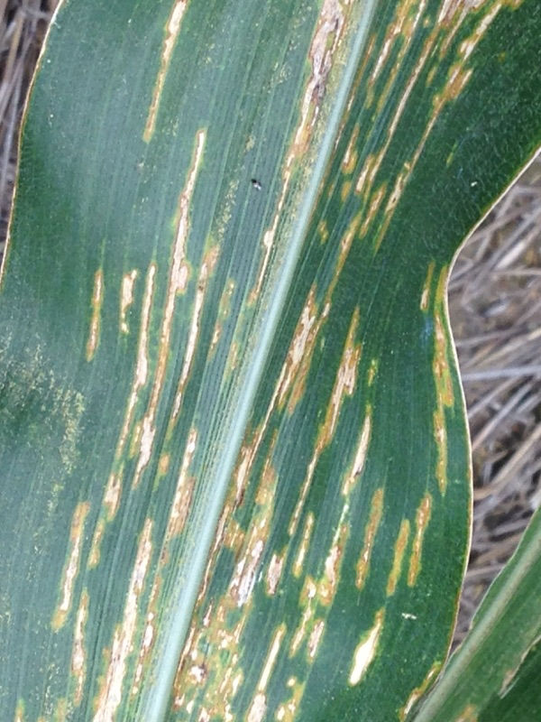 Bacterial leaf streak.
