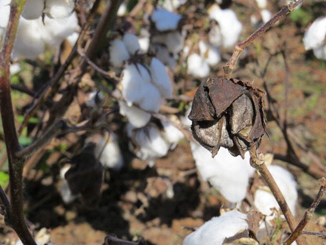 Figure 3. Boll rot at harvest.