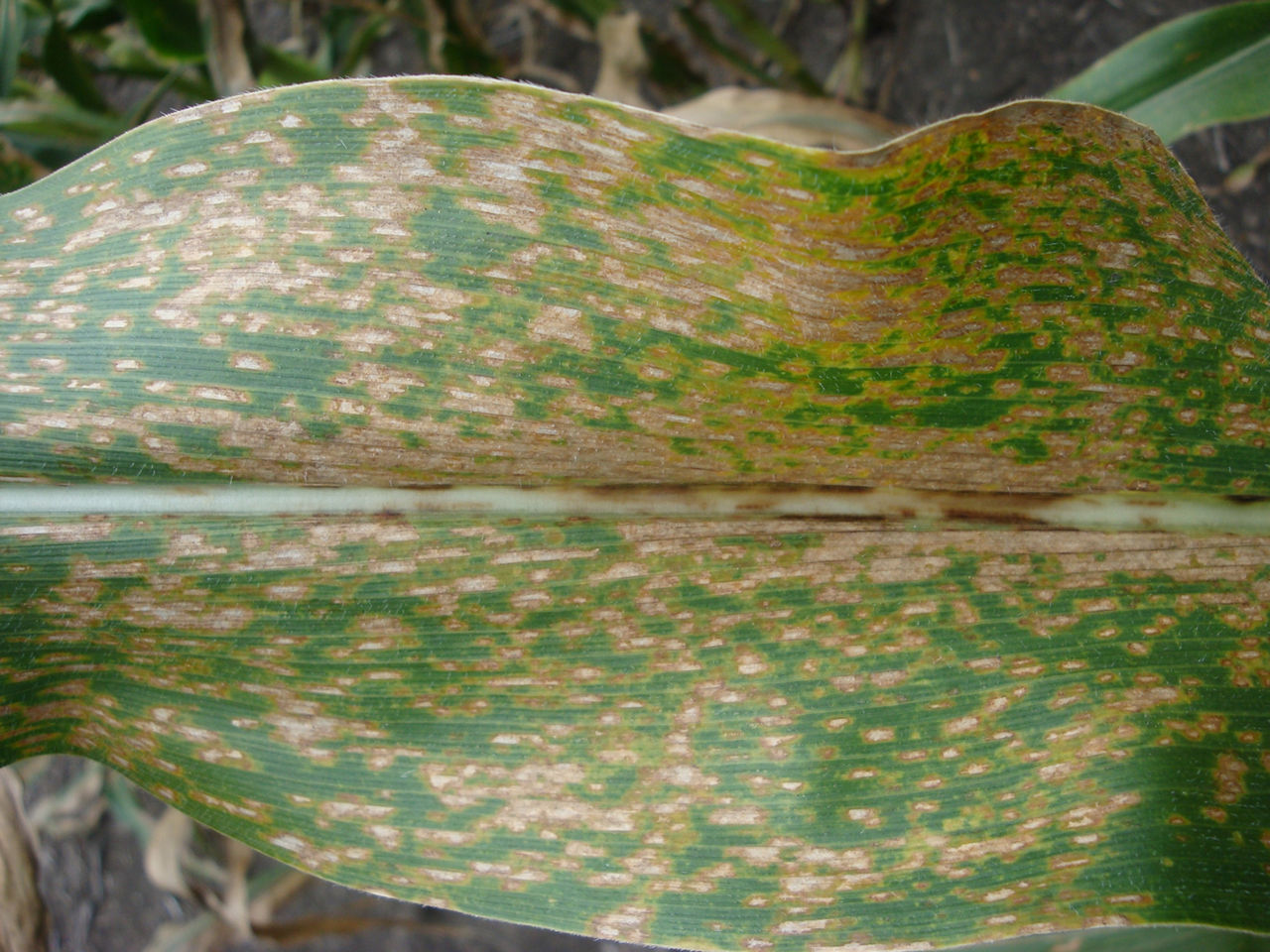 Gray leaf spot lesions.