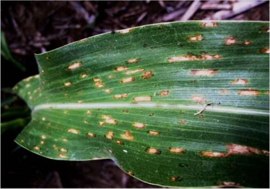 gray leaf spot